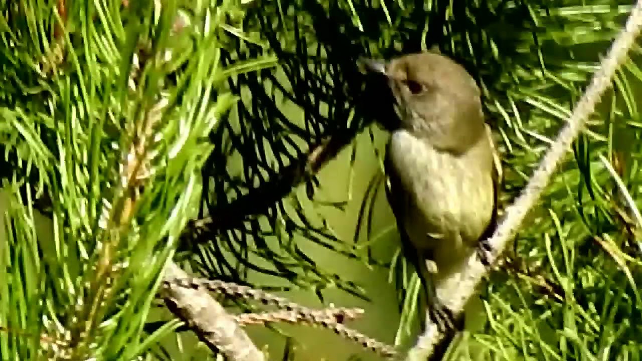 Hammond's Flycatcher Empidonax hammondii 哈氏纹霸鹟 8 5 18 Cranberry Lake