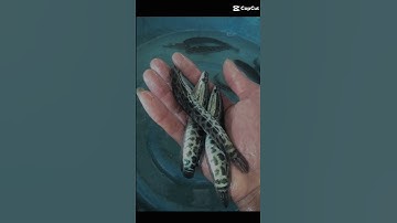 cá giống sơn phát Đăk nông cung cấp đầy đủ các loại cá giống ai cần LH e ạ 0372076731 gặp Mr Sơn