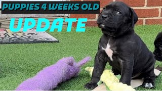 How we raise litter of Cane Corso puppies 4 week old update