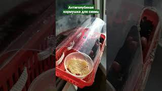 Антиголубиная #кормушка на окно  для синиц. Своими руками из подручных средств за 5 мин #птицызимой