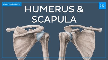 Humerus and Scapula: Anatomy, Definition, Ligaments & Bones | Kenhub