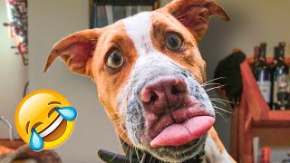 Funniest Videos 2023 🤣 Cute Cats and Funny Dogs 🐶😹 #22 by Happy Dog VN 284,675 views 1 year ago 8 minutes, 36 seconds