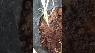 Anjing tanah atau sesorok, sigasir, orong-orong si Penggali Tanah #subscribe