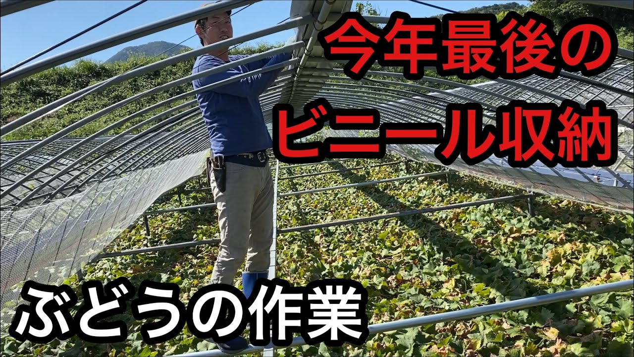 「ぶどうの作業」今年最後のビニール天収納