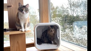 Pet Hair Dryer House Drybo Plus by 10 Cats.ᐩ 297,732 views 2 years ago 3 minutes, 6 seconds