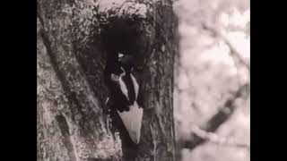 Every Ivory-Billed Woodpecker Call Videos I Could Find On YouTube