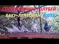 Соревнование голубей в Баку! Гусейнов Мехман! Ленкорань!