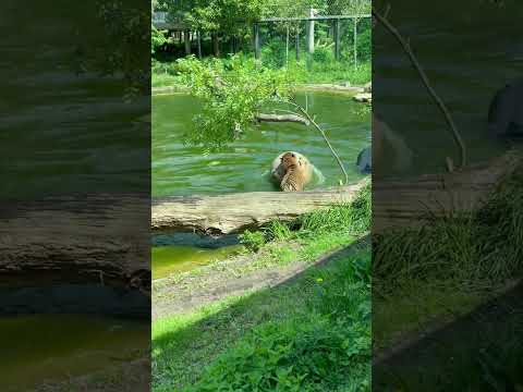 Tigers playing at London Zoo