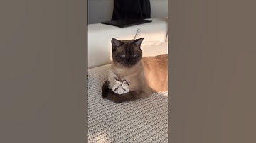 Activating The Gremlin Mode 😂