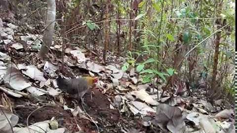 Bẫy gà rừng kèo 15/4/2020 cuab qaib qus