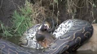 Massive python trying to swallow a gazelle with sharp horns