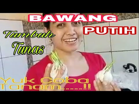 Video: Bawang Yang Tumbuh