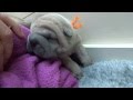 sharpei puppies 11 days old