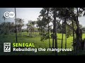 Senegal's massive reforestation project