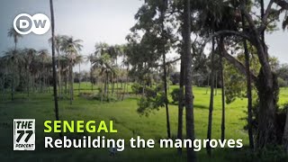 Senegal's massive reforestation project screenshot 5