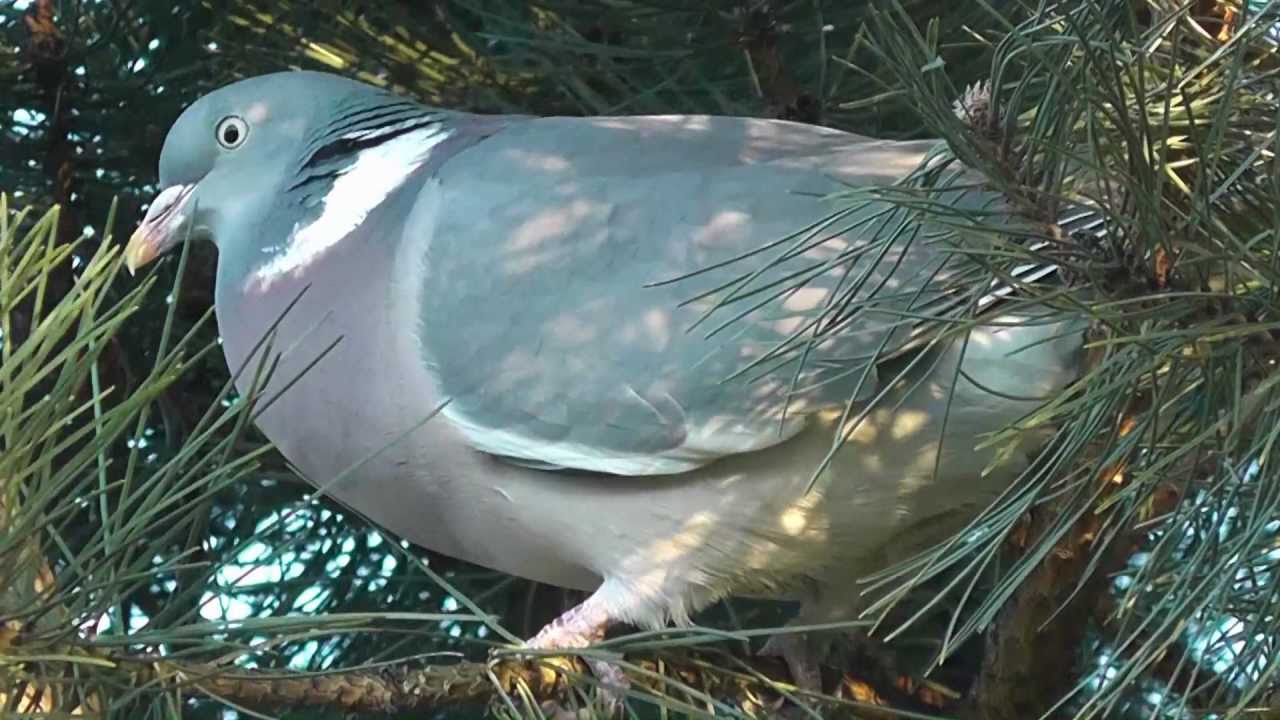 woodpigeon,      houtduif