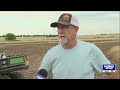 Kansas wheat farmers face delays, damage after heavy rains in late spring/early summer