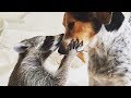 Una mapache rescatada vive con perros y se cree uno de ellos 💚