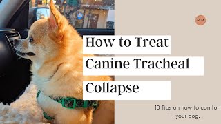 Treating Canine Collapsed Trachea