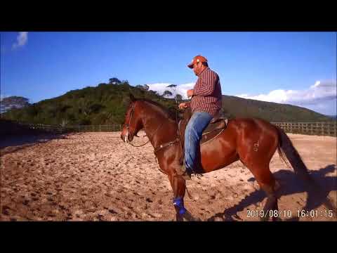 Vídeo: Que Velocidade Um Cavalo Pode Desenvolver