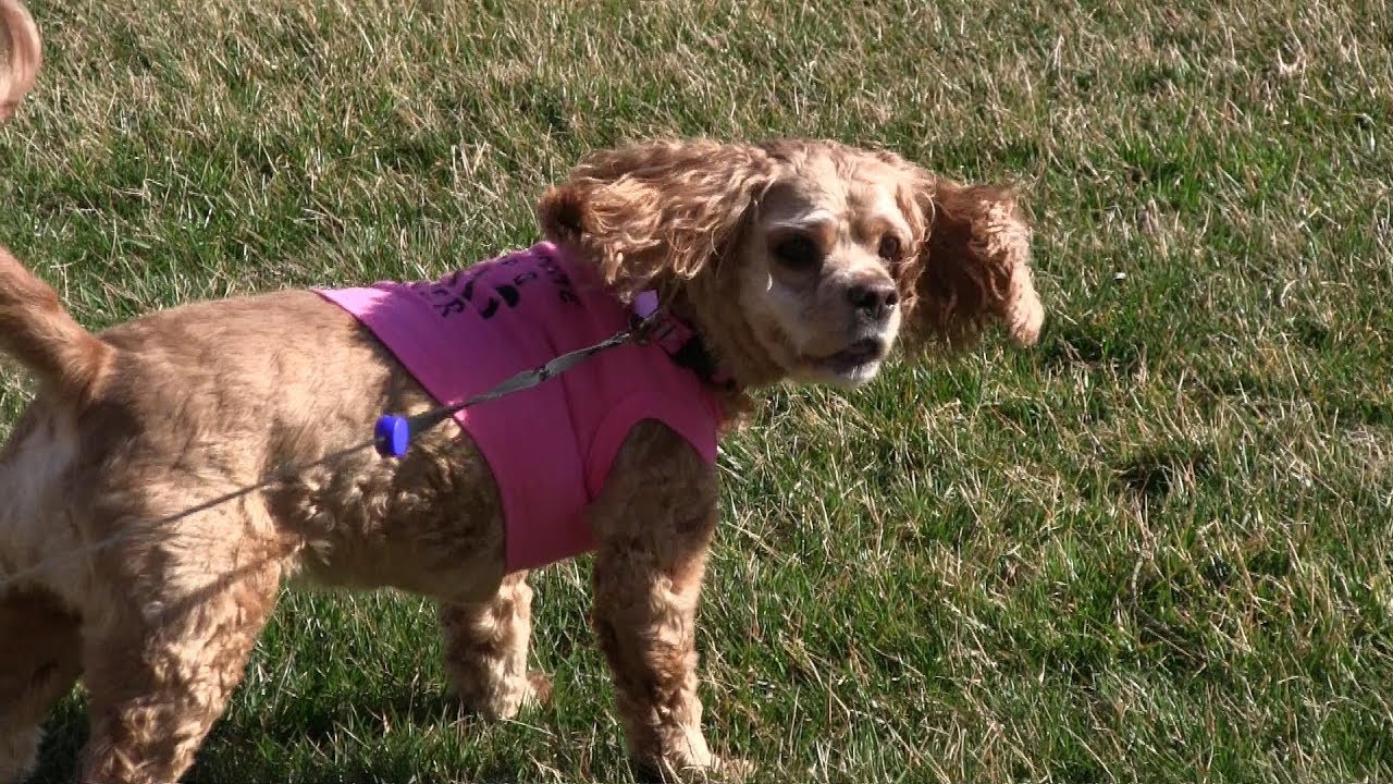 Sitting in a Tree, K-I-S-S-I-N-G - YouTube