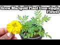 How to grow Marigold plant from single Flower. ???? ?? ??? ?? ????? ???? ?? ???? ?