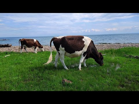 Коровы пасутся на зеленом лугу-корова ест траву-корова на водопое-корова бык мычит-farm animals