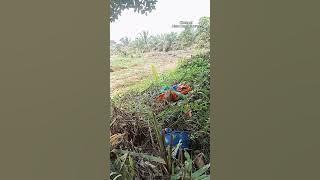 Hati hati di jalan logging! debu berterbangan disaat kemarau @AlamDanHiburan