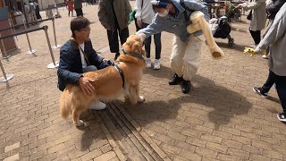 おじさんと若い女子の対応が違いすぎるゴールデンレトリバーベンツ。