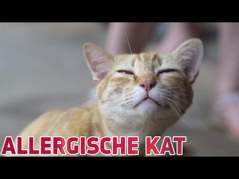 Video: Feiten Over Huidschilfers En Allergieën Van Katten