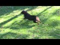 Rottweiler vs Coyote