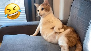 Funny Cats And Dogs  😅 - Cutest Animal Videos 😇 by Funny Animals World 3,561 views 6 days ago 11 minutes, 57 seconds