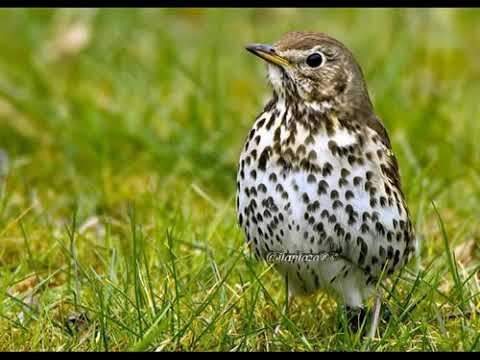 صوت سمن مدمج