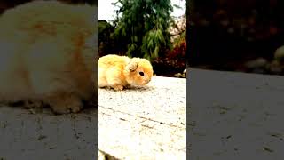 ?Cute Rabbit viral shorts short shortvideo shortsvideo viralshorts trendingvideo