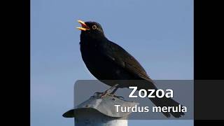 Zozoa (Turdus merula), #TxoriaTxio