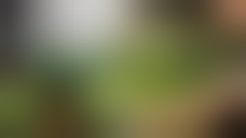 How to Mainline Cannabis Plants | A Step-by-Step Guide to Bigger Yields (Manifolding)