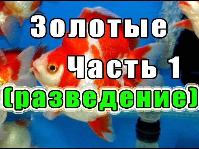 Золотые рыбки. Часть 1 (разведение)