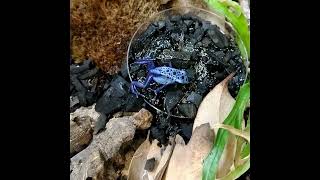 Tap Dancing Frogs: Posterior Toe Tapping and Feeding Behavior