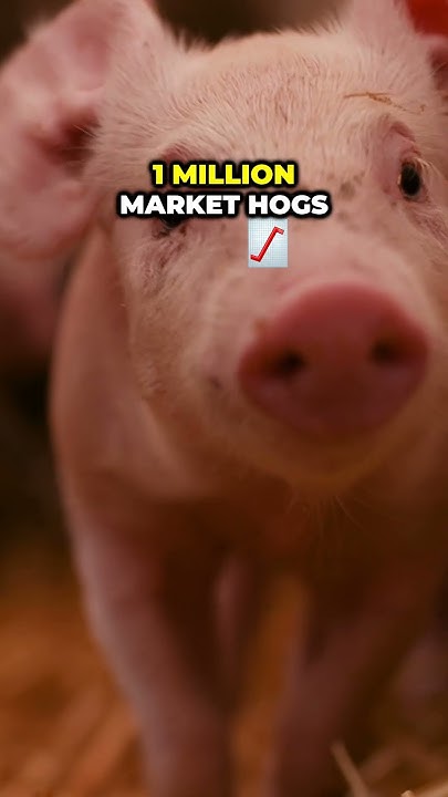 largest-pig-farm-in-tennesse-tosh-farms-youtube