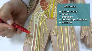 Qual a função do nervo femoral?