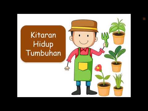 Video: Apakah kitaran hidup tumbuhan?