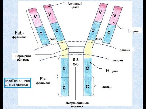 Тема 16 Учение об иммунитете. Специфические факторы защиты