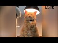 Funny cats  4 minutes of laughter  try not to laugh