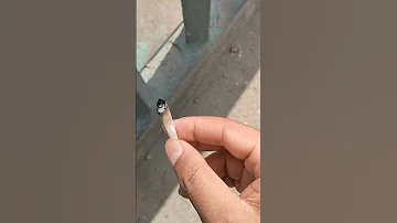 ندااااااء خطير اللي نسي سيجاره شيش ييجي ياخدها 