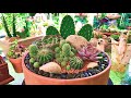 Cacti and Succulents Arrangement in Terracotta Pot