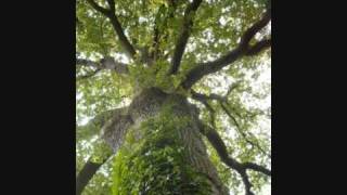 La légende des Arbres - Yves Duteil chords