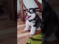 Oliver e aquele soninho básico depois do almoço - #shorts.