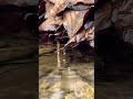 drop #nature #bee #calm #wildlife #autumn #travel #mountains