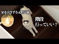 足を引きずる猫#7　先住猫の監視からの脱走姿が笑える！階段は下りられるかな？