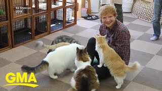 Ed Sheeran accidentally scares animals at cat cafe